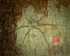 Tamopsis tweedensis