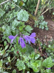 Plectranthus saccatus
