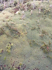 Bolax gummifera