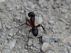 Camponotus barbaricus