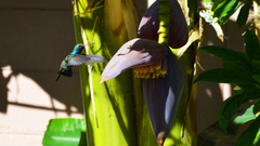 Cynanthus latirostris