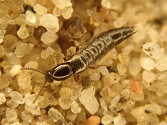 Bisnius nitidulus