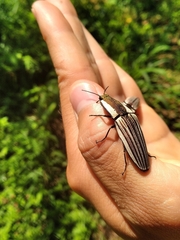 Chalcolepidius zonatus