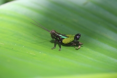 Pseudonautia
