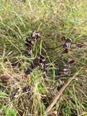 Bupleurum rotundifolium