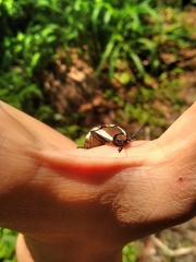 Chalcolepidius zonatus