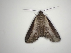 Lophoptera squammigera