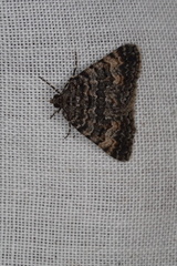 Dichromodes semicanescens