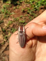 Chalcolepidius zonatus