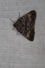 Dichromodes semicanescens