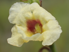Centranthera cochinchinensis