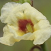 Centranthera cochinchinensis - Photo Ningún derecho reservado, subido por 葉子