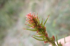 Jacksonia furcellata