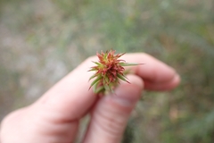 Jacksonia furcellata