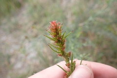 Jacksonia furcellata