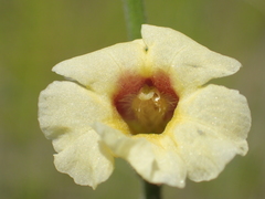 Centranthera cochinchinensis