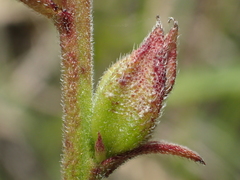 Centranthera cochinchinensis