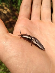 Chalcolepidius zonatus