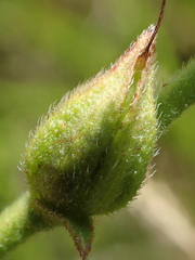 Centranthera cochinchinensis