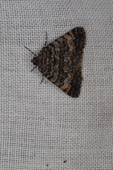 Dichromodes semicanescens