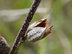 Centranthera cochinchinensis