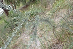 Jacksonia furcellata