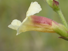 Centranthera cochinchinensis