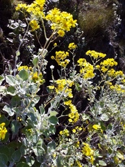 Senecio verbascifolius