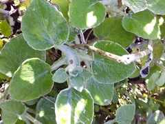 Senecio verbascifolius