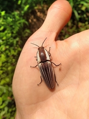 Chalcolepidius zonatus