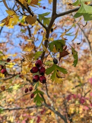 Crataegus stevenii