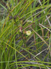 Centranthera cochinchinensis