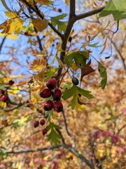 Crataegus stevenii