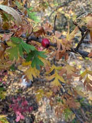 Crataegus stevenii