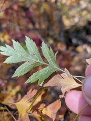 Crataegus stevenii
