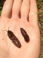 Chalcolepidius zonatus