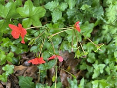 Pelargonium tongaense
