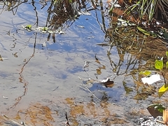 Pelophylax