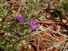 Parapolydora fastigiata