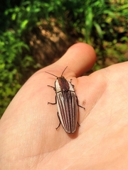 Chalcolepidius zonatus