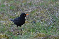 Turdus merula