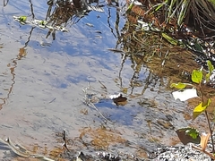 Pelophylax