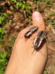 Chalcolepidius zonatus