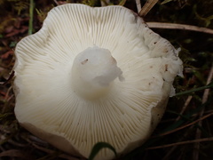 Russula azurea