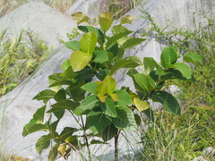 Neonauclea reticulata