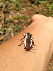 Chalcolepidius zonatus
