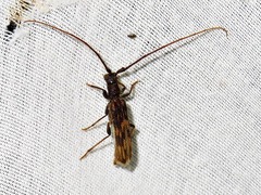 Trichopsathyrus modestus