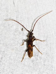 Trichopsathyrus modestus