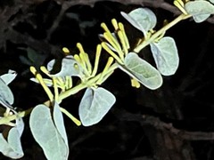 Tapinanthus
