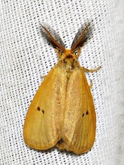 Bracharoa quadripunctata